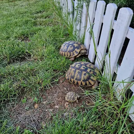 Mariosa 公寓 瓦比尼科